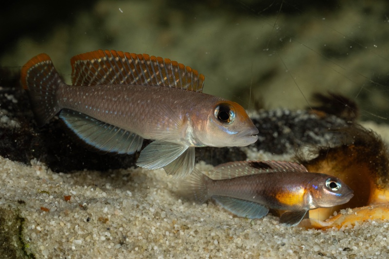 Lamprologus ornatipinnis 'Mwamgongo'